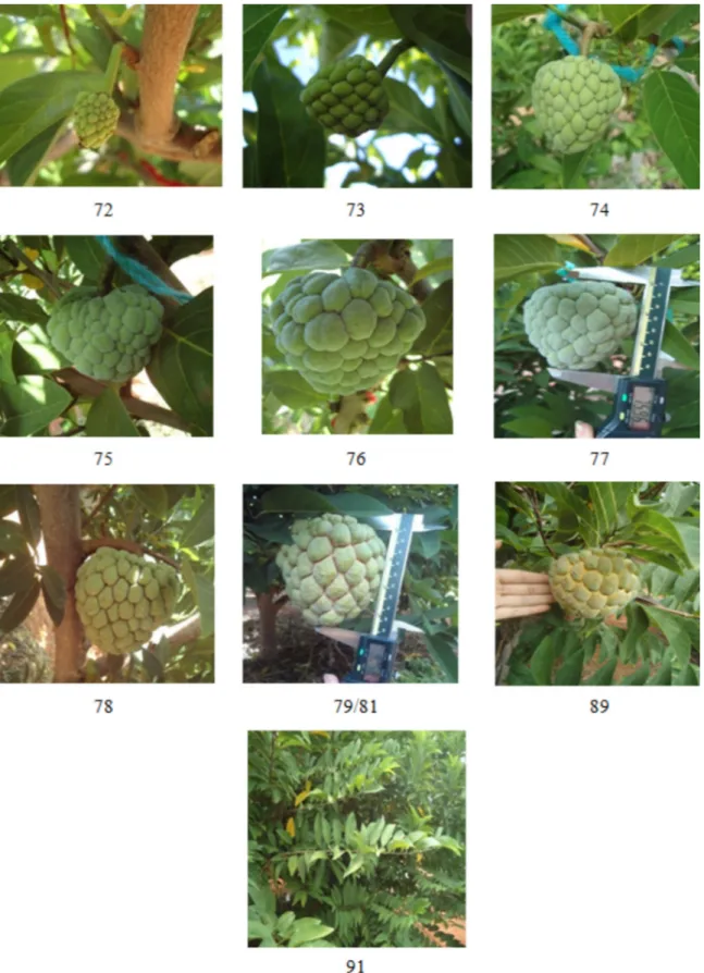 Figure 4 - Principal growth stages (72-91) of sugar-apple (A. squamosa L.) as described by the BBCH scale in Janaúba,  Minas Gerais, Brazil