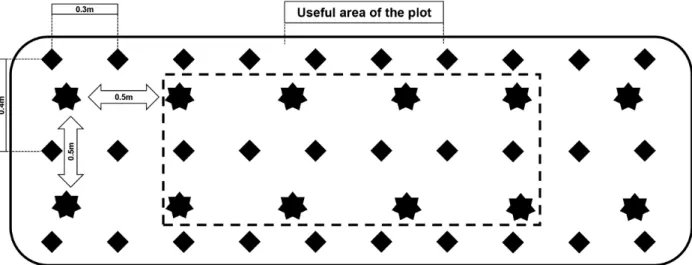 Figure 1 - Graphical representation of an experimental unit and arrangement of crops in an intercropping; kale with two lines in  the center of the plot (double row, 0.5 x 0.5 m) and spinach (0.40 x 0.30 m).