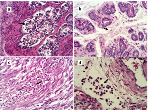 Figure 2 - Photomicrography. Panel a- Uterus, destruction of glandular epithelium and infiltration  of lymphocytes (narrow, H&amp;E, 200X); Panel b- Edema of uterine submucosa (narrow, H&amp;E,  200X); Panel c- Cervix, muscular necrosis and eosinophils (na
