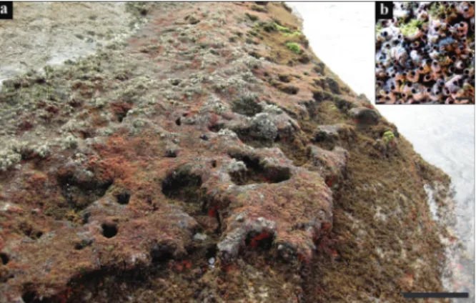 Figure 5 - Relationship between the belt width of Petaloconchus  varians reefs and the slope of the rocky shore (n=125).