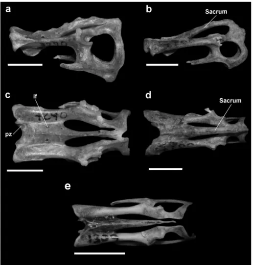 Figure 8 - Sacrum.  Lateral view: a.  Chrotopterus auritus;  b. Desmodus rotundus. Dorsal  view: c