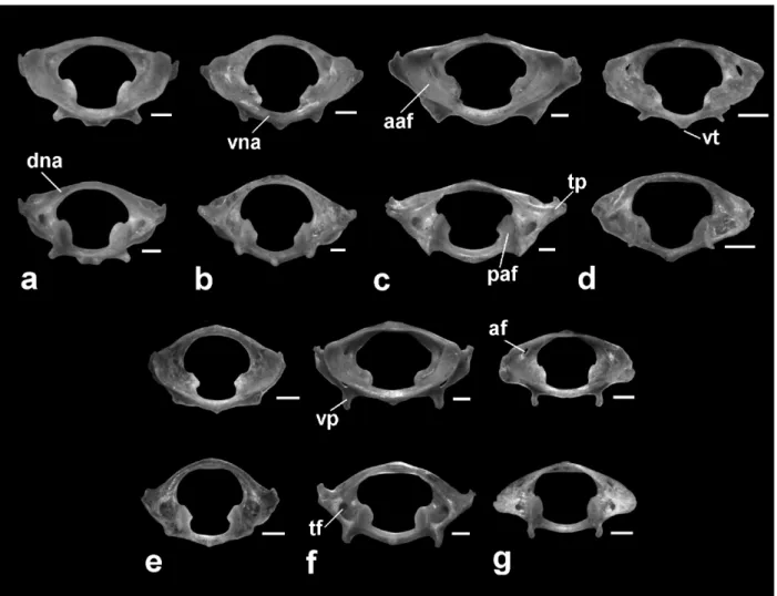 Figure 2 - Anterior (top) and posterior (bottom) views of atlas:  a. Desmodus rotundus; b