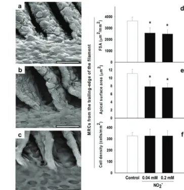 Figure 1 - Light micrographs and morphometry of gills of  C. macropomum. a. Filament and lamellae from the control  group exhibited numerous MRCs (arrows) and swollen and  short lamellae