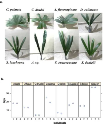 Figure 1 - Durability test (vase life) of eight species of  Cyclanthaceae during 37 days