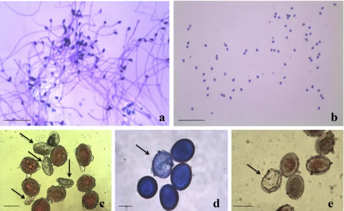 Figure 4 - In vitro germination and histochemical test of Bromeliaceae pollen grains. a-b) Pollen germination of Bromeliaceae  species