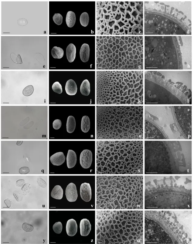 Figure 3 - Morphology and exine characteristics of Alcantarea nahoumii and Vriesea pollen grains