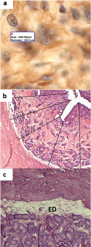 Figure 2 - Photomicrographs: (a) nucleolar organizer  regions (NORs) at 10 days post ovulation increased  1000x; (b) endometrial thickness measurements of  the uterine horn increased 40x (c) edema (ED) at 10  days post ovulation increased 100x