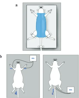Figure 1  -  (a)  Schematic representation of immobilization and  (b)  of electroacunpucture in PC6 or  (c)  in the rat tail.