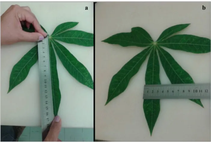 Figure 1 - Demonstration measurement length (a) and width (b) of the central lobe in cassava leaves IAC 576-70