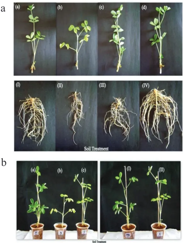 Figure 2 - Growth of groundnut plants under soil application of PGPR.