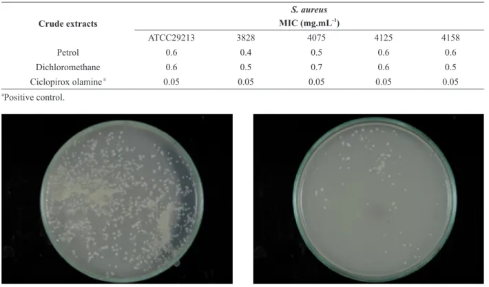 Figure 1 - In vitro antibacterial activities of herbal soap produced with the active extract of P