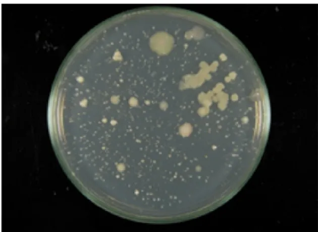 Figure 2 - In vivo antibacterial activities of the herbal soap with the active extract of P