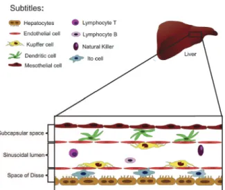 Figure 1 -  Schematic representation of liver cell populations. 