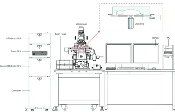 Figure 2 -  Schematic representation of microscope setup for confocal intravital microscopy