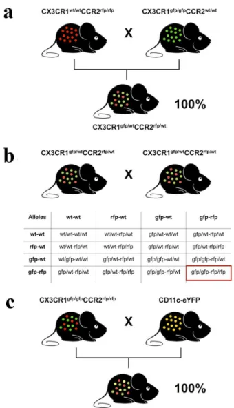 Figure 4 - Breeding strategy to generate a triple fluorescence  strain. (a)﻿ CCR2 knockout mice that both CCR2 alleles  were replaced by an RFP sequence (CCR2 rfp/rfp )﻿ were bred  with CX3CR1 knockout mice which CX3CR1 alleles were  knocked out and replac