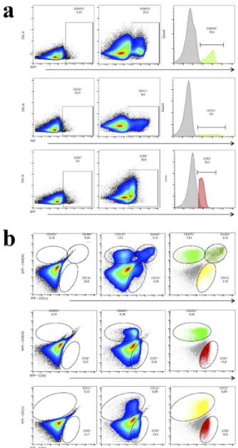 Figure 5 - Efficient flow cytometry separation of liver leucocytes  from triple fluorescent mouse CX3CR1 gfp/wt CCR2 rfp/wt  CD11c-eYFP