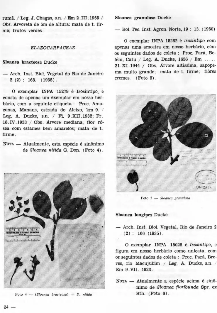Foto 4 — (Sloanea bracteosa) = S. nítida 