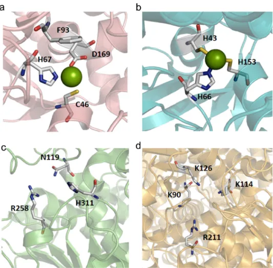 Figure 3 - Representation of the active sites for the CO 2 -methanol cycle enzymes: (a)﻿ FalDH, (b)﻿ 