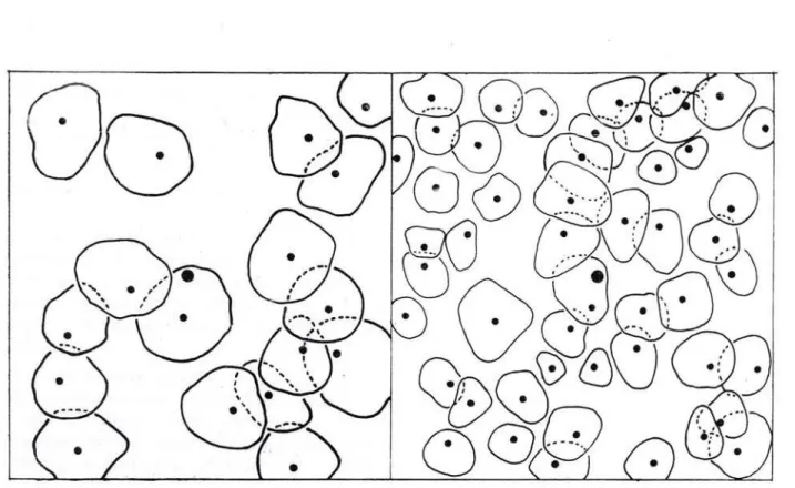 Figure 3 — Crown projection areas of a terra firme Rain forest at Ducke Forest Reserve, Km 26 of the Manaus­ Itacoatiara Road, Central Amazonia (30 m x 30 m plot). Left: all stemdiameter classes below 25 cm DBH.  v  Sampling site.  All three stands are ext