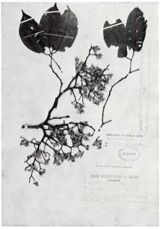 Foto 1. Peltogyne altíssima Ducke. Ducke  R B 23279  (isotipo  U S ) . 