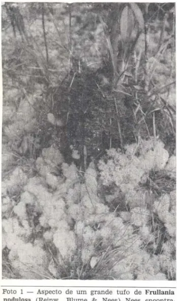 Foto  1  - Aspecto  de  um  grande  tufo  de  Frullania  nodulosa  (Reinw.,  Blume  &amp;  Nees)  Nees  encontr~ 