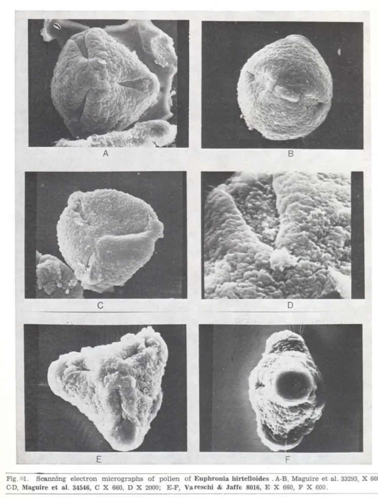 Fig.  1.  Scanning  electron  micrographs  of  pollen  of  Euphronia hirtelloides  . A-B
