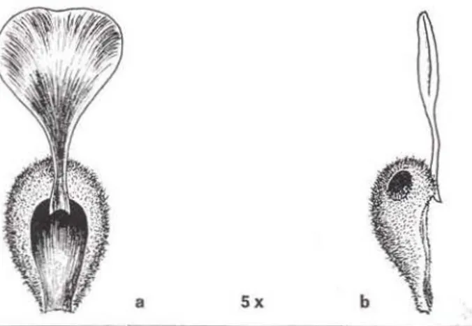 Fig.  1 - Pétala isolada de Theobroma grandifiorwn. 