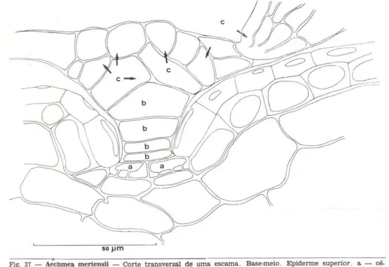Fig. 37 — Aechmea mertensii — Corte transversal  d e urna escama. Base-meio. Epiderme superior, a  lulas basáis, b — células do pedículo e c — células do escudo