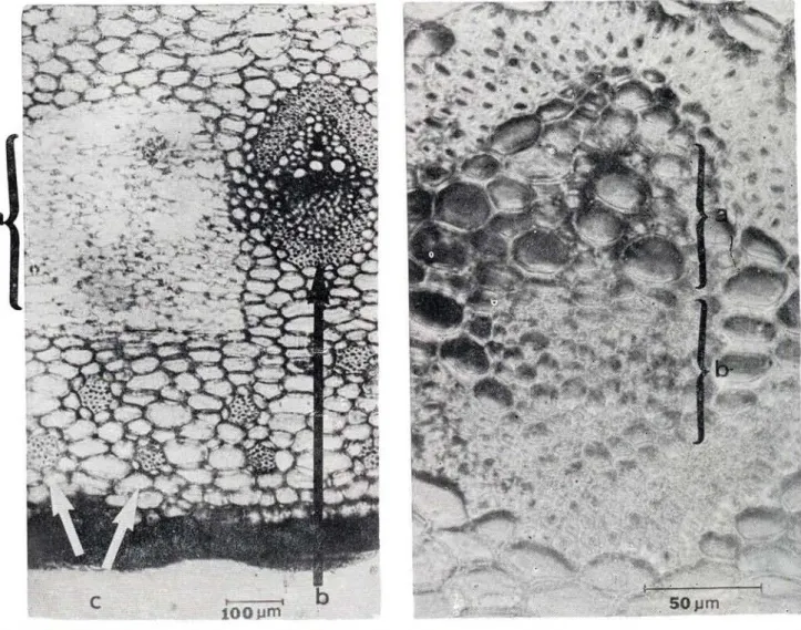 Fig. 55-56 — Acchmea setigera. Corte transversal da região base-meio. Fig. 55 — a — parênquima bracifor- bracifor-me, b — feix*e vascular, c — feixes de fibras e d — parênquima clorofiliano