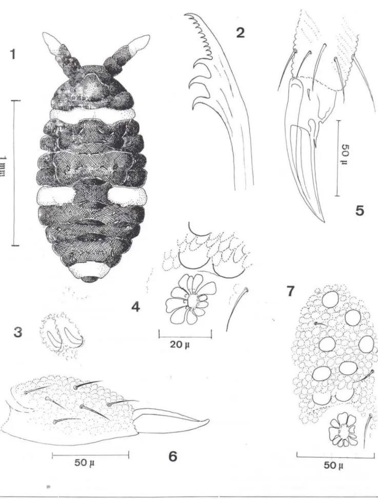 Fig.  1 · 7  - Pseudachorutes herberti sp.  n.:  1)  Habitus;  2)  Mandíbula;  3)  órgão  Ant