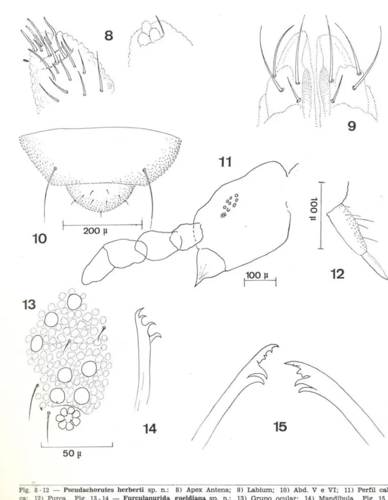 Fig.  8 · 12  - Pseudachorutes  herberti  sp.  n.:  8)  Apex  Antena;  9)  Labiurn;  10)  Abd