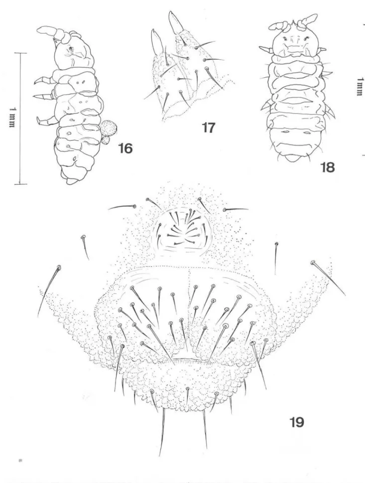 Fig.  16- 19  - Furculanurida  b elemensis  sp.  n.:  16)  Habitus;  17)  Furca;  18)  Habitus;  19)  Area  genital  e  anal