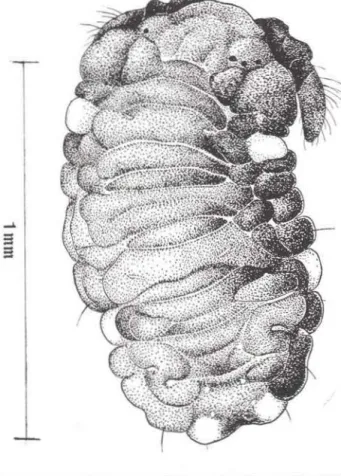 Fig  2'/  Brasilimeria  wygodzinskyi  (Arlé)  Individuo  jovem  com  6  manchas  amarelas  (Itajubá  M .G.) 