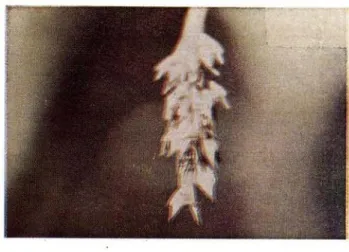 Fig. 11 — Espectro fenológico de Bulbophyllum  correae Pabst, no período compreendido entre  ja-neiro e dezembro