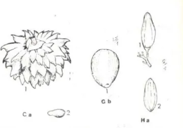Figura 5. G. Tipos de frutos e sementes das espé- espé-cies primatocóricas: a. Annona nitida: 1 — fruto,  2 — semente; b