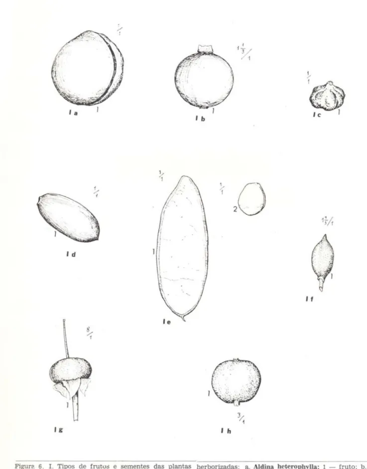 Figura 6.  I . Tipos de frutos e sementes das plantas herborizadas: a. Aldina heterophylla: 1 — fruto;  b 