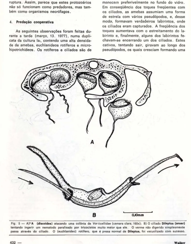 Fig .  5  - A)  A  (dlscoldes)  ·atacando  uma  colônia  de  Vor ticellidae  (camara  clara,  160x):  B)  O ciliado  Dlleptus  (anser)  tentando  Ingerir  um  nematodo  paralisado  por  tricocistos  muito maior  que  ele 