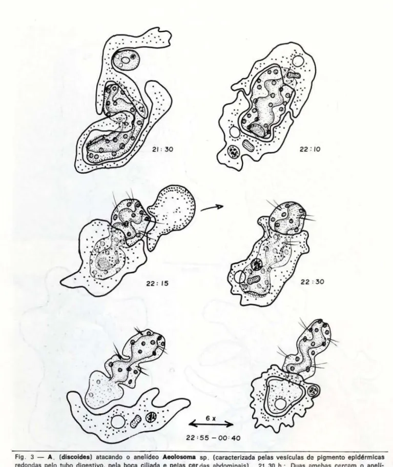 Fig .  3  - A .  (discoides)  atacando  o  anelídeo  Aeolosoma  sp.  (caracterizada  pelas  vesiculas  de  pigmento  epidérmicas  redondas  pelo  tubo  digestivo,  pela  boca  ciliada  e  pelas  cer das  abdominais)