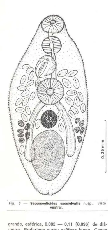 Fig.  3  - Saccocoelloides  saccodontis  n. sp.;  vista  ventral. 