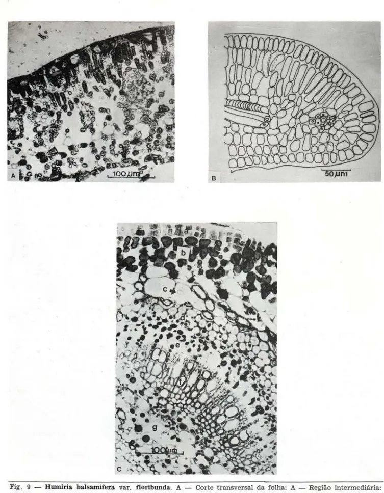Fig.  9  - Humlrla  balsamifer a  var.  floribunda.  A  - Corte  transversal  da  folha:  A  - Região  intermediária: 