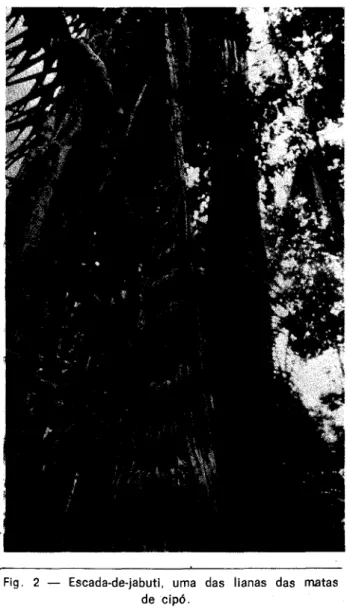 Fig. 2 — Escada-de-jabuti, uma das lianas das matas  de cipó. 
