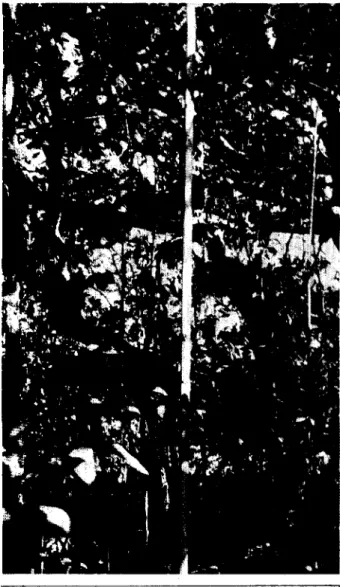Fig. 4 — Aspecto de uma Caatinga Alta do alto rio  Negro. 