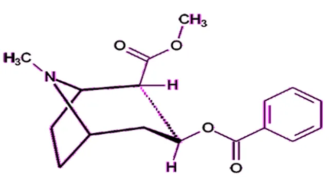 Figura 1  –  Estrutura molecular da cocaína. 