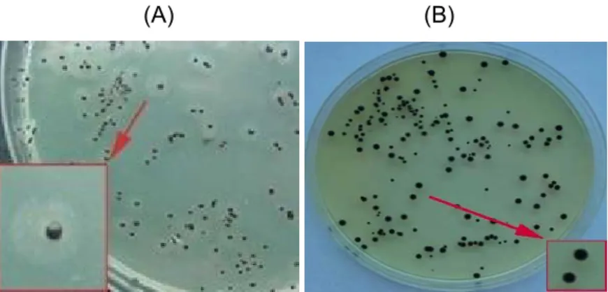 Figura 3: colônias típicas (A) e atípicas (B) de crescimento  de Staphylococcus sp em Ágar Baird Parker.