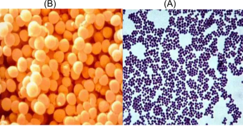 Figura 4- Morfologia (A) e característica morfotintorial pela  técnica  de  coloração  de  Gram  (B)  de  microrganismos  pertencentes ao gênero Staphylococcus spp.