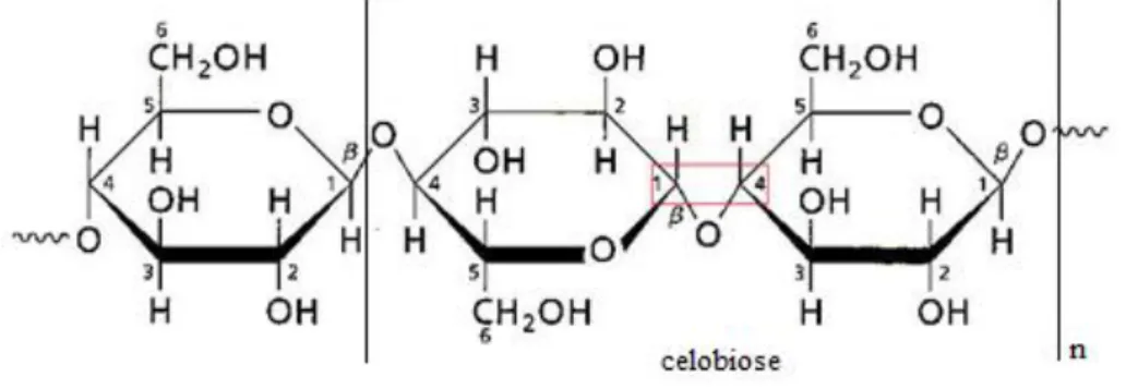 Figura 4. Estrutura molecular da celulose e da sua unidade monomérica celobiose (Moran et al, 2013)