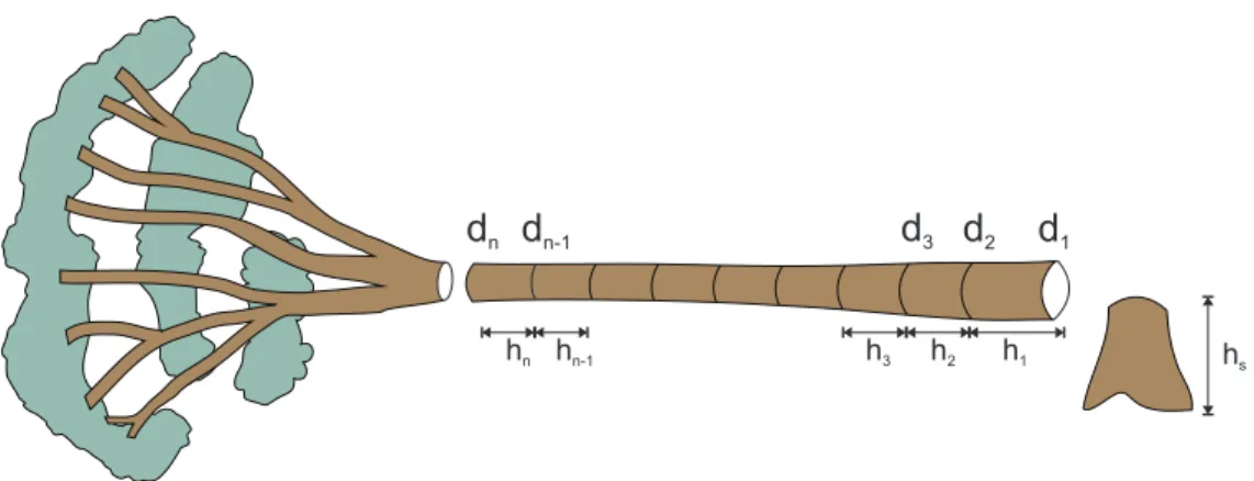 Figura 2.1: Exemplo do método de cubagem rigorosa em uma árvore.