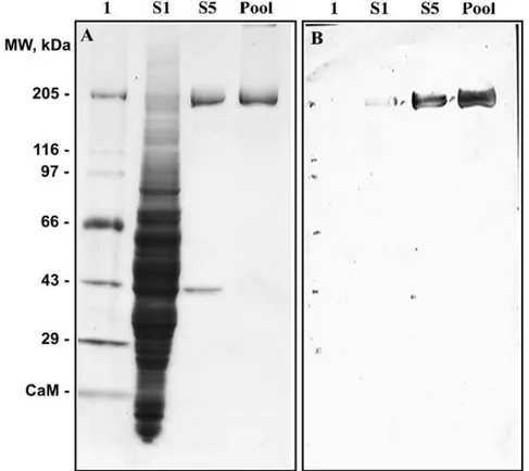Fig.  2.  p200  é  imunologicamente  relacionado  com  miosina  II.  O  Western  blot  dos  polipeptídeos  das  frações  S1,  S5  e  pool  DEAE-Sepharose  (frações  18  a  24)  foram  separados em SDS-PAGE (A), transferidos para membrana de nitroceluloase 
