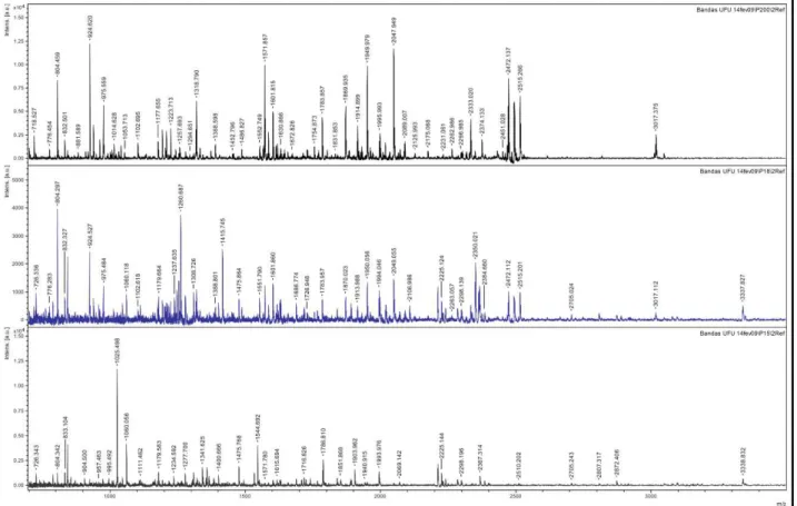 Fig. 3.  Espectros gerados para p200, p18 e p15 de rim de rato. Os peptídeos purificados  em coluna DEAE-Sepharose foram separados em SDS-PAGE, digeridos com tripsina e  submentidos  a  espectrometria  de  massa  usando  MALDI-TOF  MS