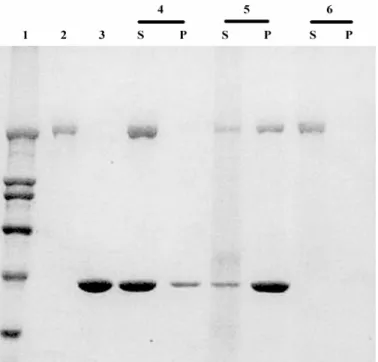 Figura 3 – O p205 é reconhecido por um anticorpo específico para miosina II. O Western blotting das frações S1, S5 e de p205 (frações 11 a 13 da coluna  de Sephacryl) foi incubado com um anticorpo policlonal específico para miosina  II